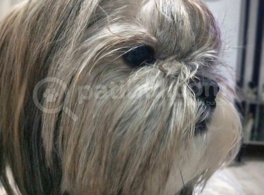 Secereli Shihtzu Dişiler görsel