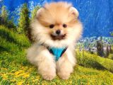 Pomeranian Boo Yavrularımız