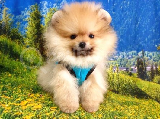 Pomeranian Boo Yavrularımız görsel