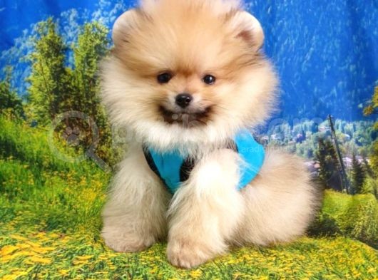 Pomeranian Boo Yavrularımız görsel