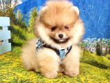 Orjinal Pomeranian Boo Yavrularımız