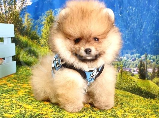 Orjinal Pomeranian Boo Yavrularımız
