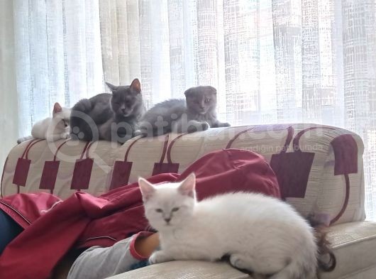 5 Aylik Sağlikli Yavrular görsel
