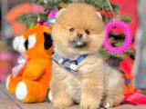 Muhteşem Kalitede Pomeranian Boo Yavrular