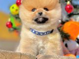 Muhteşem Kalitede Pomeranian Boo Yavrular
