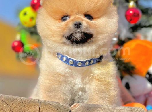 Muhteşem Kalitede Pomeranian Boo Yavrular görsel