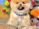 Muhteşem Kalitede Pomeranian Boo Yavrular