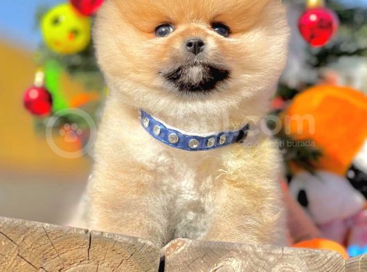 Muhteşem Kalitede Pomeranian Boo Yavrular