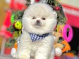 Minicik Sevimli Pomeranian Boo Yavrular