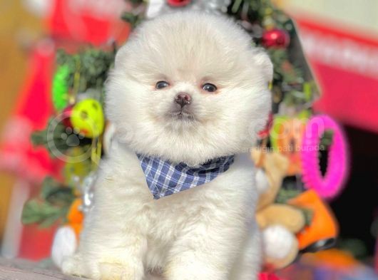 Minicik Sevimli Pomeranian Boo Yavrular görsel