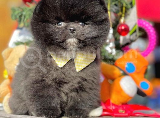 Muhteşem Kalitede Erkek Ve Dişi Pomeranian Yavrular görsel