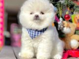 Minicik Sevimli Pomeranian Boo Yavrular