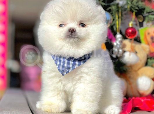 Minicik Sevimli Pomeranian Boo Yavrular