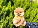 Ufacık Pomeranian Boo Yavrular