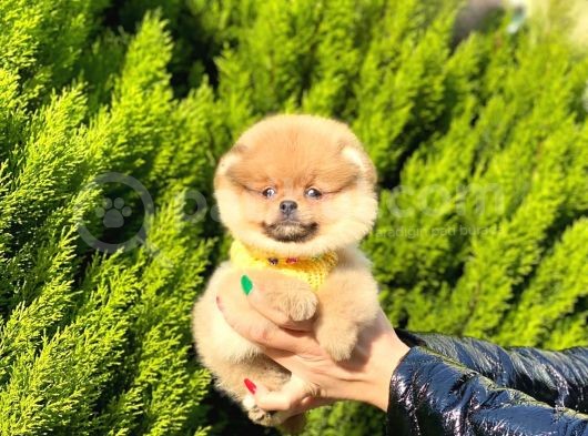 Ufacık Pomeranian Boo Yavrular görsel