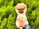 Ufacık Pomeranian Boo Yavrular