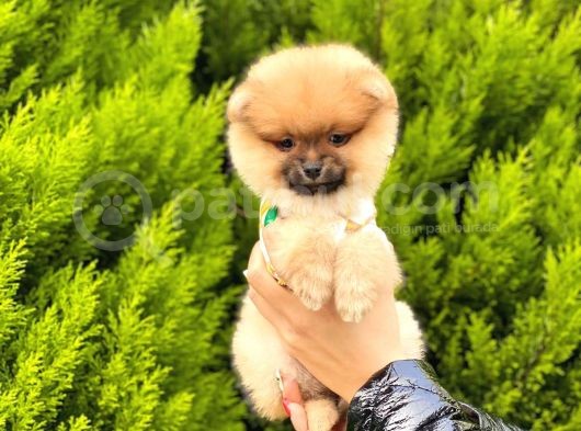 Ufacık Pomeranian Boo Yavrular görsel