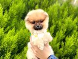 Ufacık Pomeranian Boo Yavrular
