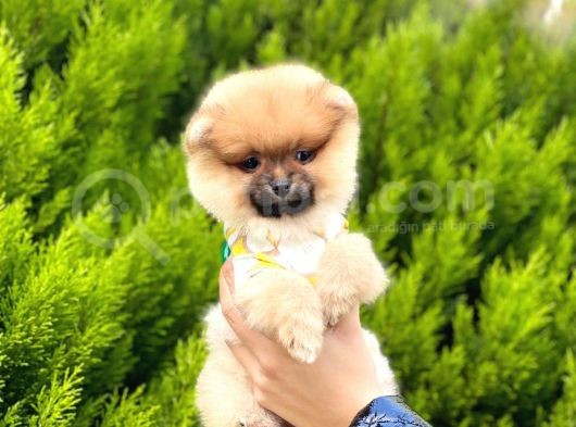 Ufacık Pomeranian Boo Yavrular