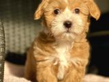 Show Kalite Maltipoo Bebekler