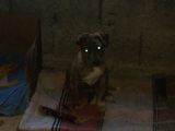 Orijinal Pitbull Tiger