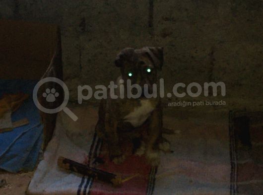 Orijinal Pitbull Tiger görsel