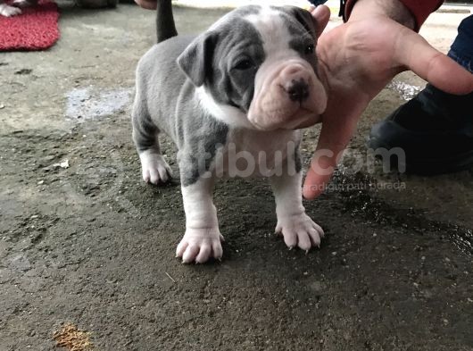 Staf Silver görsel