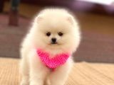 Pomeranian Boo Teddy Face Mini Dişi Yavrumuz
