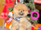 Ayı Surat Boo Pomeranian Yavrular