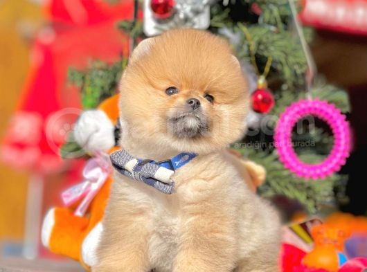 Ayı Surat Boo Pomeranian Yavrular görsel