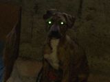 Orijinal Pitbull Tiger