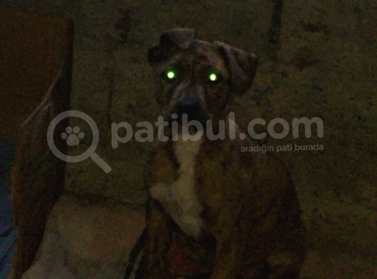 Orijinal Pitbull Tiger görsel