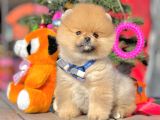 Ayı Surat Boo Pomeranian Yavrular