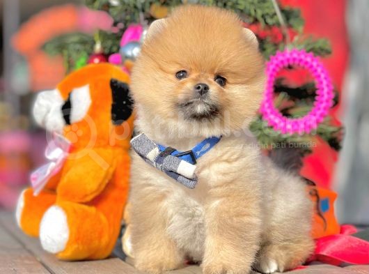 Ayı Surat Boo Pomeranian Yavrular görsel