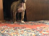 Orijinal Pitbull Tiger