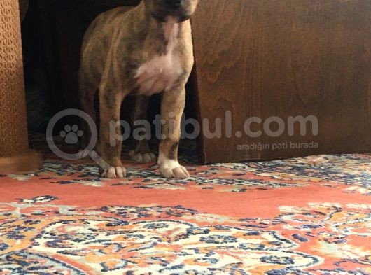 Orijinal Pitbull Tiger görsel