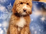Türki̇yede Tek Orji̇nal Mi̇ni̇ Labradoodle Bebekler