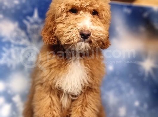 Türki̇yede Tek Orji̇nal Mi̇ni̇ Labradoodle Bebekler