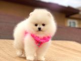 Pomeranian Boo Teddy Face Mini Dişi Yavrumuz