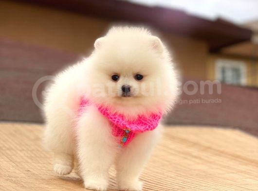 Pomeranian Boo Teddy Face Mini Dişi Yavrumuz görsel