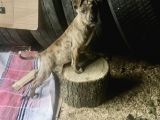 Orijinal Pitbull Tiger