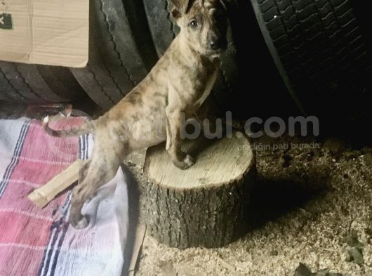 Orijinal Pitbull Tiger görsel