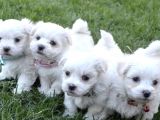 Kar Beyaz Maltese Mini Boy Yavrular