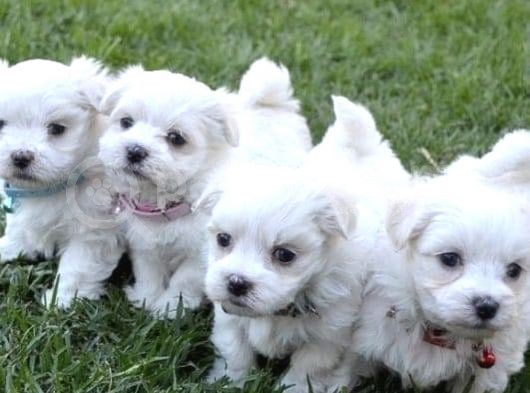 Kar Beyaz Maltese Mini Boy Yavrular