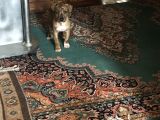 Orijinal Pitbull Tiger