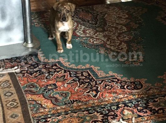 Orijinal Pitbull Tiger görsel