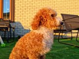 Türki̇yede Tek Orji̇nal Mi̇ni̇ Labradoodle Bebekler