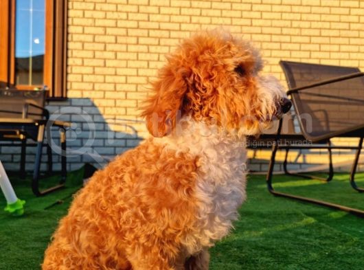 Türki̇yede Tek Orji̇nal Mi̇ni̇ Labradoodle Bebekler görsel