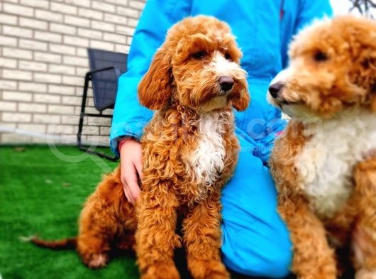 Türki̇yede Tek Orji̇nal Mi̇ni̇ Labradoodle Bebekler görsel
