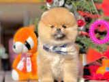 Ayı Surat Boo Pomeranian Yavrular